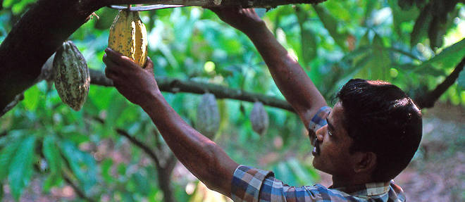 50 millions de personnes vivent de la production de cacao a travers le monde. (Illustration)
