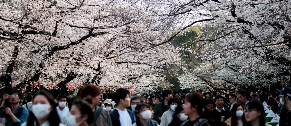 Malgre Le Virus Le Japon Fete Les Fleurs De Cerisier Joie Du Printemps Le Point