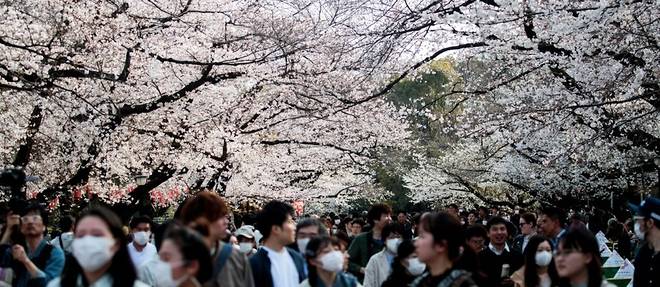 Malgre le virus, le Japon fete les fleurs de cerisier, "joie du printemps"