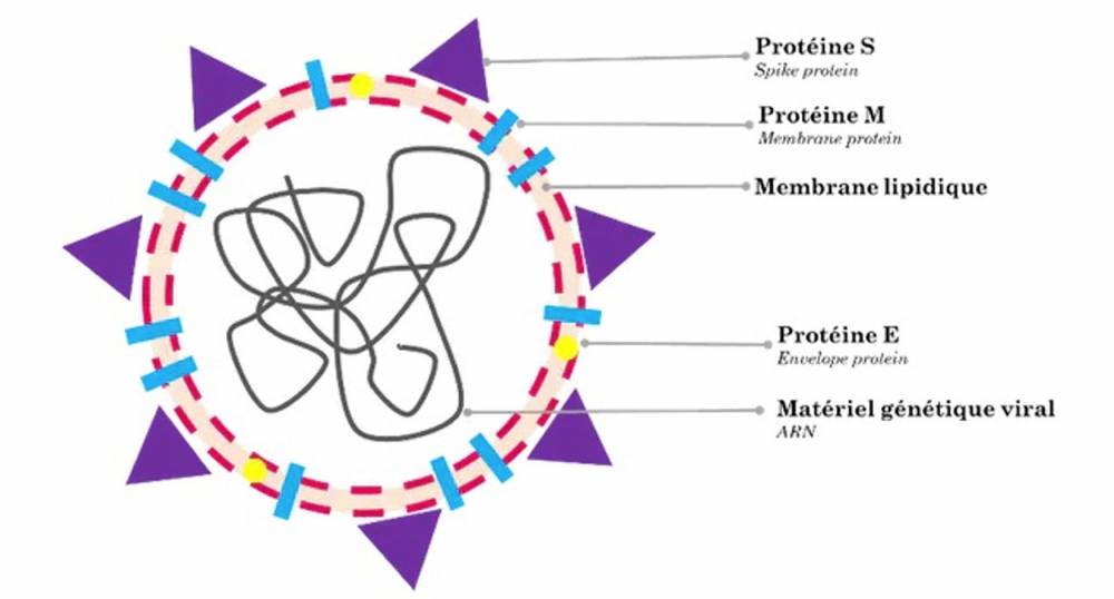 Légende : Schéma d’un virus avec ses principales composantes chimiques : à l’intérieur, il y a le matériel génétique du virus. Il est enveloppé dans une membrane lipidique (grasse), composée de différentes protéines. Sur l’enveloppe de certains virus, des protéines en pointe, « Spike » en anglais, agissent comme des clefs pour ouvrir les portes de nos cellules, et permettre au virus de pénétrer à l’intérieur.
 ©  Lise Abiven/ DR