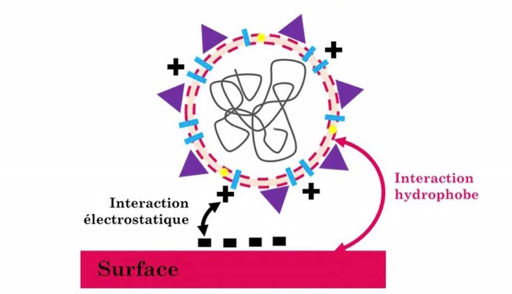 <span class="caption">Interactions entre un virus et une surface : les interactions hydrophobes en rose ont lieu car le virus possède une membrane lipidique, c’est-à-dire grasse. Les interactions électrostatiques en noir dépendent des « charges de surface » du virus, et de la surface.</span>
 ©  Lise Abiven / DR