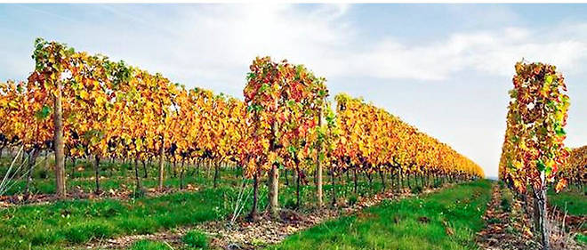 Vigne de Saint-Pourcain
Vigne de Saint-Pourcain