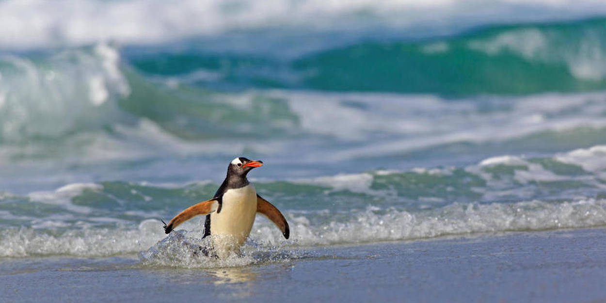 Pourquoi le pingouin disparaît de nos côtes ? - Curieux!