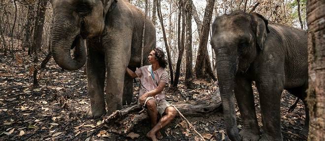 Virus: "les elephants a touristes" en detresse en Thailande