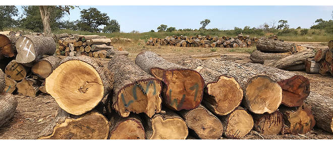 Le bois precieux abattu en Casamance etait transporte a travers la frontiere, puis entrepose dans des depots a ciel ouvert avant d'etre vendu a des negociants en Gambie. 
