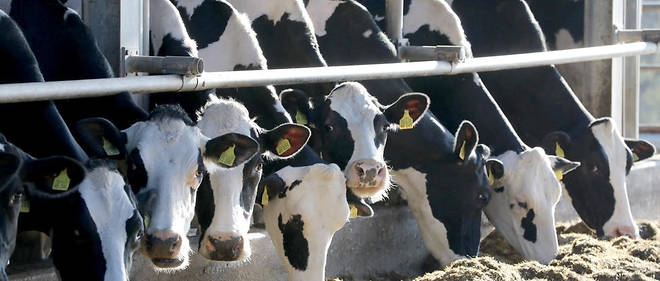 Pour tenter d'ecreter le pic laitier saisonnier  (+ 3 a 4 %), les eleveurs peuvent tarir la vache plus tot avant son velage, envoyer les vaches a l'abattage, reduire ou stopper les complements alimentaires dans la nourriture des vaches...
