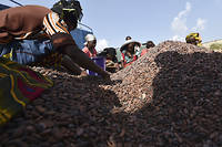 Covid-19&nbsp;: la C&ocirc;te d'Ivoire va subventionner les acteurs locaux de la fili&egrave;re cacao