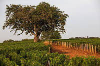 Vignoble de Bourgogne
