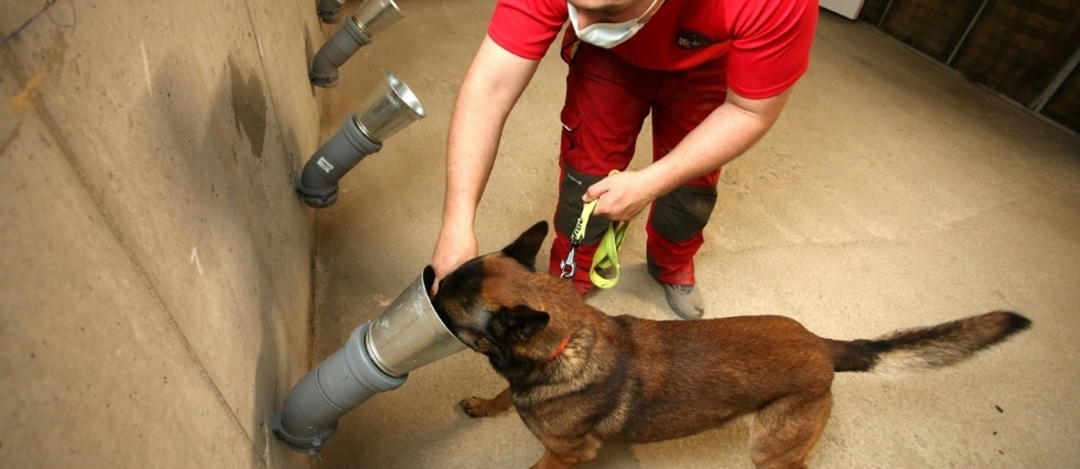 A Ajaccio, des chiens entraines a detecter une eventuelle odeur du Covid-19