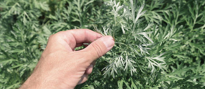 Gardener examining common wormwood plants in garden, close-up of hand touching herb.