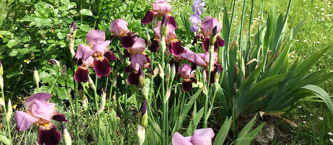 L'iris n'est pas plante difficile a marier. En isole ou en massif, on peut l'associer aux lupins, aux giroflees, aux euphorbes..
