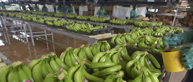An employee of Eglim company works in a banana plantation factory in Anyama, near Abidjan, on September 21, 2019. - African banana-producing countries called on September 20, 2019, in Abidjan for a new regulatory mechanism to replace the European Union's support that ends in 2019, in the face of Latin American competition. (Photo by Sia KAMBOU / AFP) An employee of Eglim company works in a banana plantation factory in Anyama, near Abidjan, on September 21, 2019. - African banana-producing countries called on September 20, 2019, in Abidjan for a new regulatory mechanism to replace the European Union's support that ends in 2019, in the face of Latin American competition. (Photo by Sia KAMBOU / AFP)