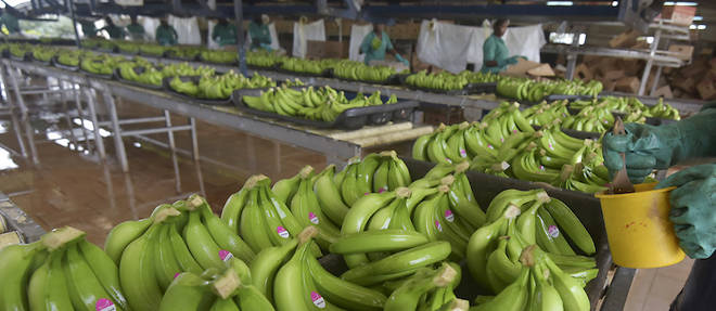 An employee of Eglim company works in a banana plantation factory in Anyama, near Abidjan, on September 21, 2019. - African banana-producing countries called on September 20, 2019, in Abidjan for a new regulatory mechanism to replace the European Union's support that ends in 2019, in the face of Latin American competition. (Photo by Sia KAMBOU / AFP)