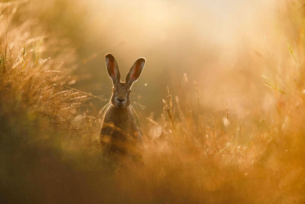«  A hare’s dream » de Peter Lindel