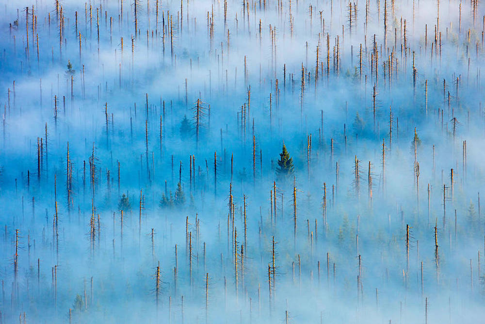 "New life in a dead forest" de Radomir Jakubowski