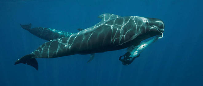 Australie Il Sauve Un Baleineau Et Risque 27 000 Dollars D Amende Le Point