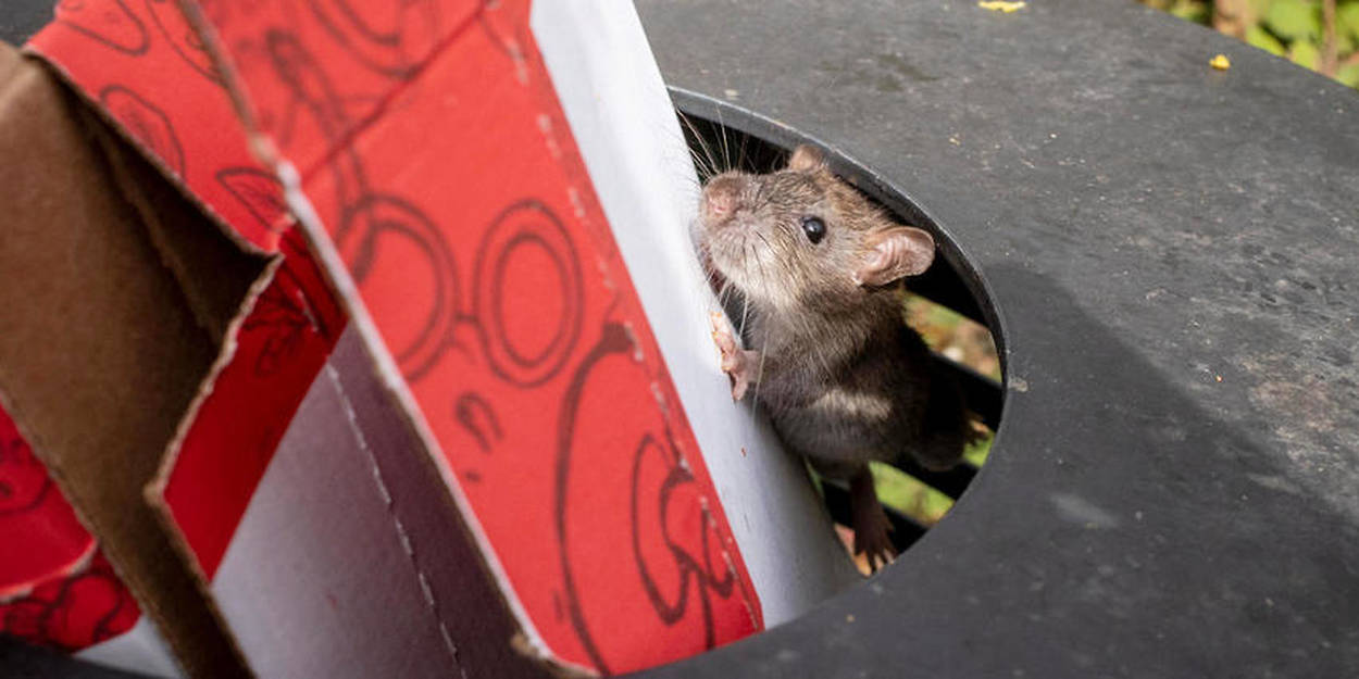 Pour lutter contre les rats qui surpeuplent la ville, New York va