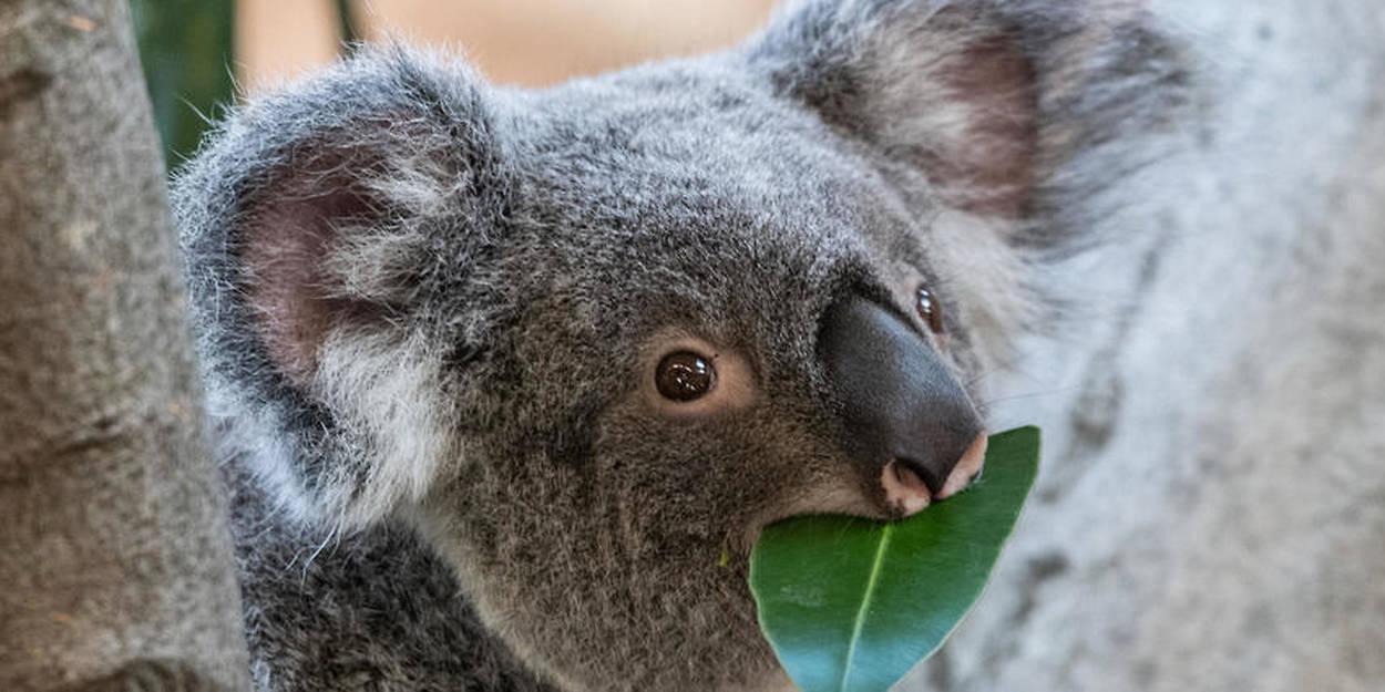 Australie : naissance d'un koala dans un parc, une première depuis ...