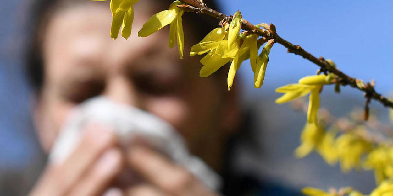 Allergies : alerte rouge au pollen sur presque toute la France