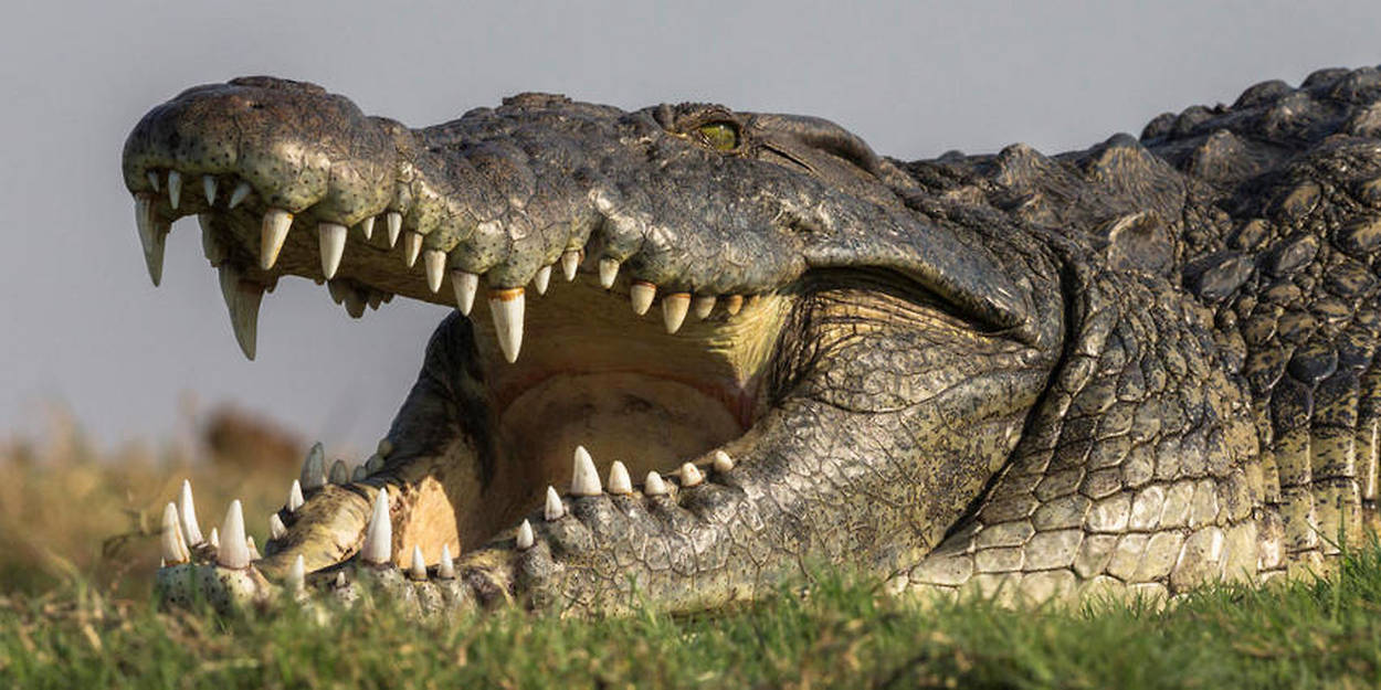 Espagne : les autorités traquent un mystérieux crocodile du Nil