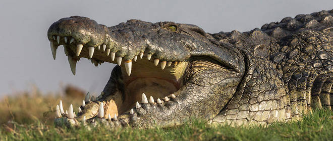 Un crocodile du Nil a ete apercu dans une riviere du nord-ouest de l'Espagne. (Photo d'illustration)
