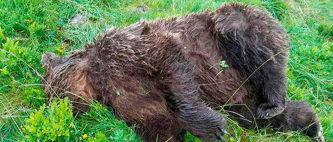 La ministre de Transition ecologique a indique, mardi, que l'Etat allait porter plainte apres la decouverte d'un ours mort dans les Pyrenees. (Illustration)
