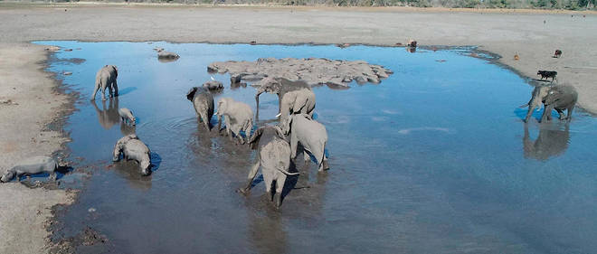 Le Botswana compte plus de 135 000 elephants. (Illustration)
