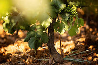 Les rosés de bandol ont une place à part dans le vignoble provençal.
