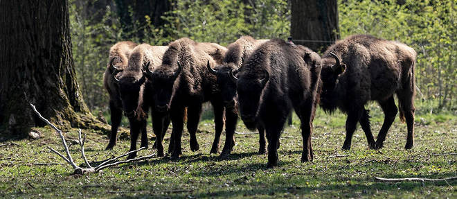 Les bisons des steppes ont disparu du Royaume-Uni il y a 6 000 ans, au moment ou la chasse et les changements d'habitat ont provoque son extinction au niveau mondial.
