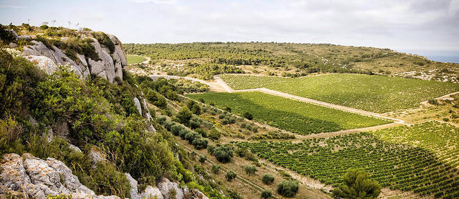 Les parcelles de vignes de blancs dites de << L'hospitalitas >> du domaine de L'Hospitalet, vignoble du Languedoc.
