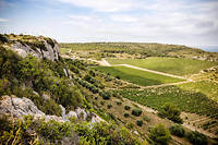 Les parcelles de vignes de blancs dites de « L'hospitalitas » du domaine de L'Hospitalet, vignoble du Languedoc.
