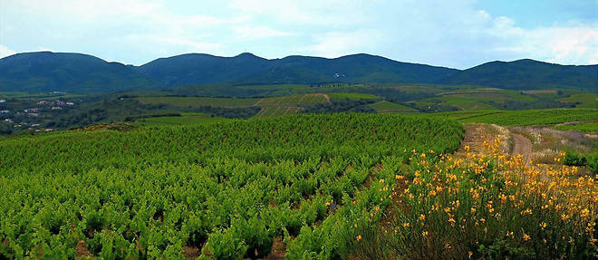 Paysage du vignoble de Faugeres dans le Languedoc.
