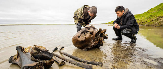 Des pecheurs et des chasseurs de rennes ont decouvert des fragments d'un squelette de Mammouth, en Siberie.
