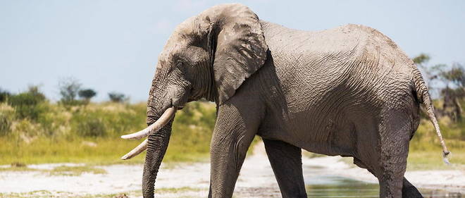 Au Botswana, plus de 135 000 elephants se partagent le territoire.
