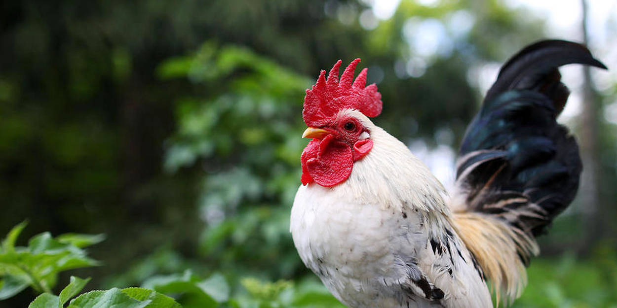 Ardeche 55 000 Signatures Pour Soutenir Un Coq Defunt Et La Ruralite Le Point