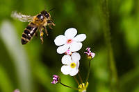 Un insecticide dangereux pour les abeilles bient&ocirc;t r&eacute;introduit