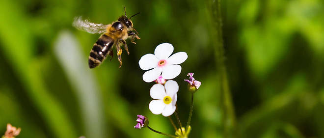 Un Insecticide Dangereux Pour Les Abeilles Bientot Reintroduit Le Point