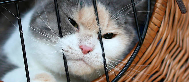 Le proprietaire des 39 felins assurait ne pas les maltraiter. (Photo d'illustration)
