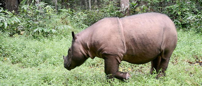 En aout 2020, seuls 80 rhinoceros de Sumatra seraient encore en vie.
