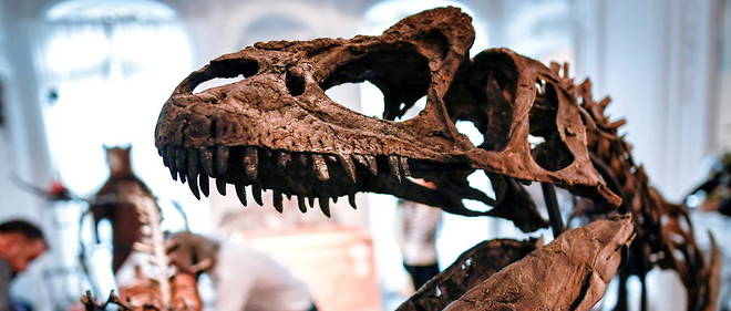 Certains n'hesitent pas a depenser des fortunes pour acquerir des fossiles de dinosaures. (illustration)
