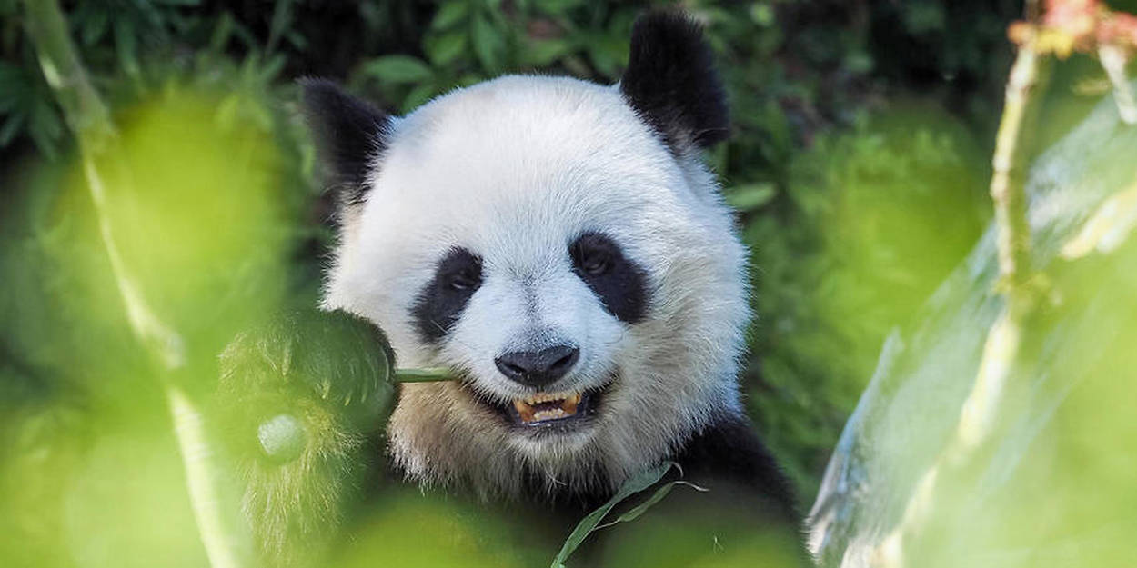 Etats Unis Un Bebe Panda Pointe Le Bout De Son Nez Au Zoo De Washington Le Point