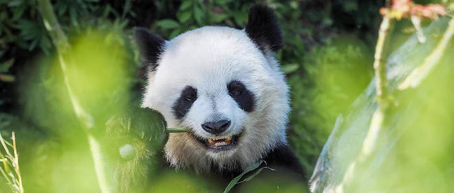 Etats Unis Un Bebe Panda Pointe Le Bout De Son Nez Au Zoo De Washington Le Point