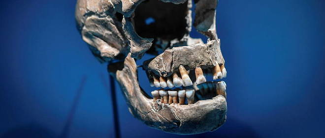 Les donnees recoltees par le Museum national d'histoire naturelle pourront permettre de dater plus precisement la dent et de determiner sa composition exacte. (Photo d'illustration)
