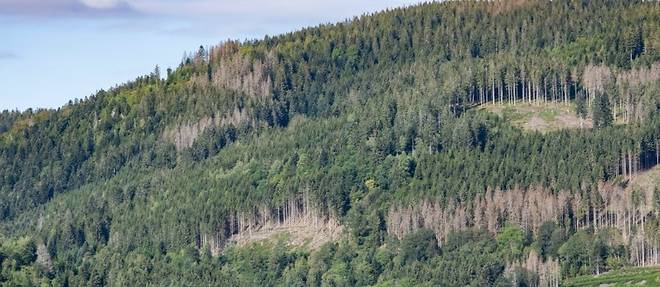Dans les Vosges, secheresses et autres calamites successives menacent la foret