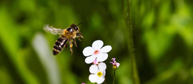 Selon une etude, les pesticides perturbent fortement le developpement du cerveau des larves d'abeilles (illustration).

