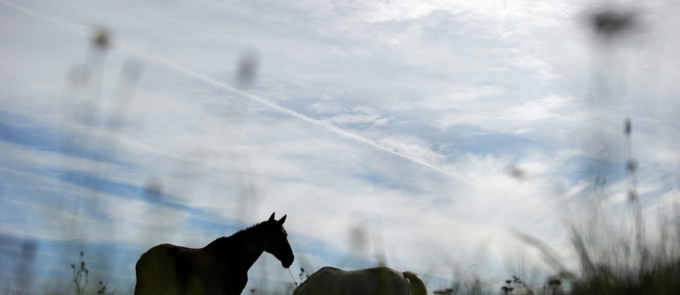 Chevaux Mutiles Mise En Place D Une Cellule De Conseils Le Point Trouvez des images de stock de cet homme muté et mutilé a en hd et des millions d'autres photos, illustrations et images vectorielles de stock libres de droits dans la collection shutterstock. chevaux mutiles mise en place d une