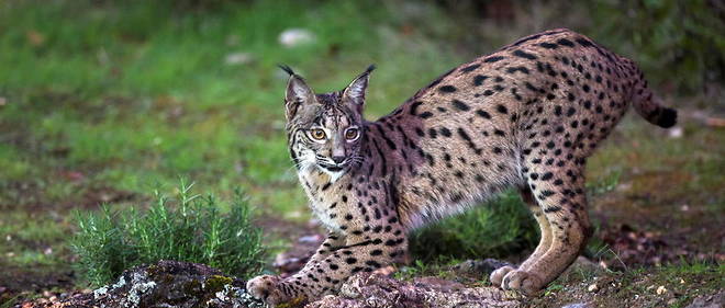Le lynx pardelle est aujourd'hui sauve de l'extinction grace aux efforts de conservation de la biodiversite.
