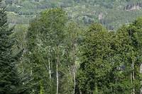 R&eacute;chauffement: un rapport pr&eacute;conise de planter un arbre par habitant pendant 30 ans pour adapter la for&ecirc;t