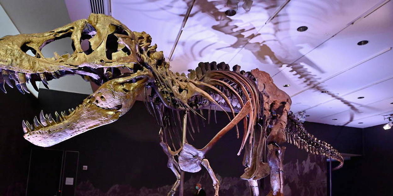 Vente aux enchères: 6,1 millions de dollars pour un squelette de dinosaure  - Le Soir