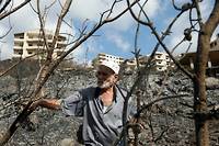 En Syrie, des r&eacute;coltes d'oliviers prometteuses an&eacute;anties par les incendies